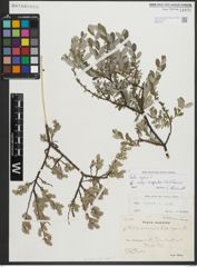 Foto von Salix repens subsp. repens L.